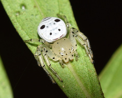 Firmicus bragantinus