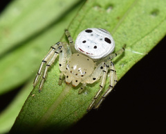 Firmicus bragantinus