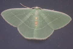 Nemoria rubrifrontaria