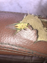 Okanagana viridis