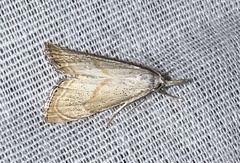 Haimbachia placidellus