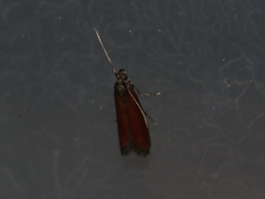 Varneria postremella