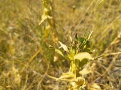 Gentiana cruciata
