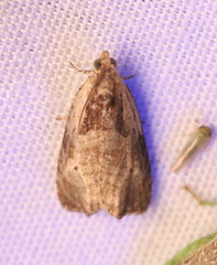 Olethreutes punctanum