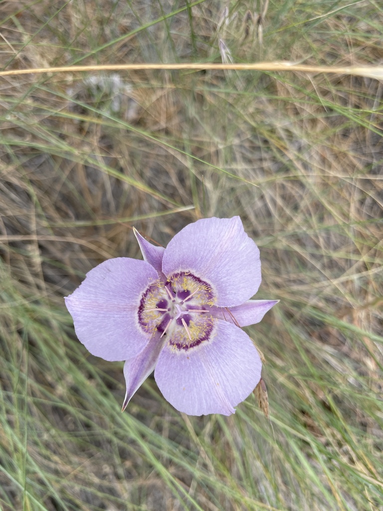 Sagebrush Mariposa Lily in July 2022 by Loring Cox · iNaturalist