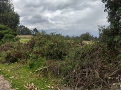 Ambrosia arborescens