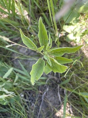 Physalis virginiana