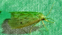 Diatraea lisetta