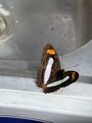 Adelpha malea