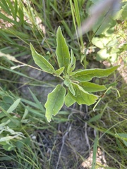 Physalis virginiana