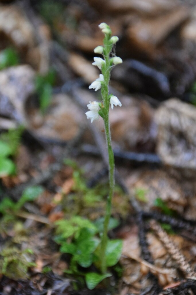 Goodyera repens