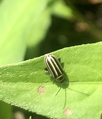 Disonycha pensylvanica