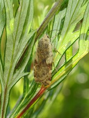 Cryptocala chardinyi