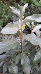 Elaeagnus commutata