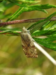 Cryptocala chardinyi