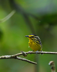 Hypocnemis hypoxantha