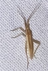 Stenodema trispinosum