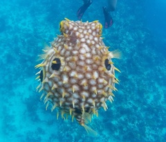 Chilomycterus antillarum