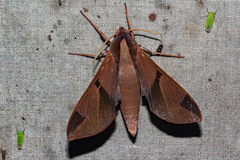 Afroclanis neavi