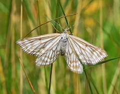 Schistostege decussata