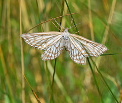 Schistostege decussata