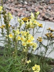 Linaria vulgaris