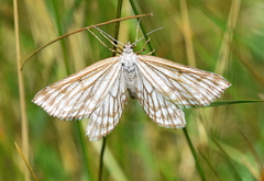 Schistostege decussata