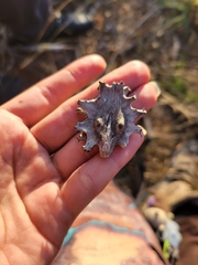 Harpagophytum zeyheri