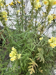 Linaria vulgaris