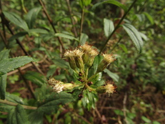Baccharis racemosa