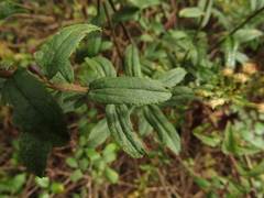 Baccharis racemosa