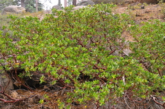 Arctostaphylos patula