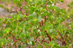 Arctostaphylos patula
