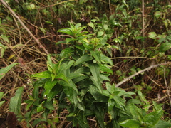 Baccharis racemosa