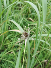 Allium oleraceum
