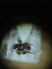 Lipoptena depressa
