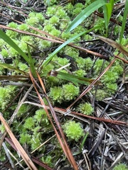 Sphagnum strictum