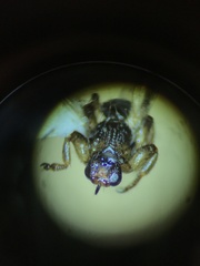 Lipoptena depressa