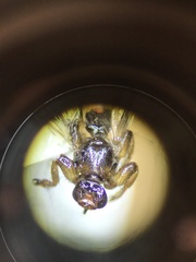 Lipoptena depressa