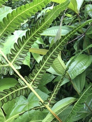Cyathea horrida