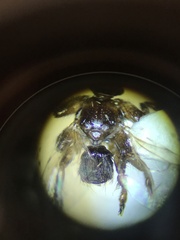 Lipoptena depressa