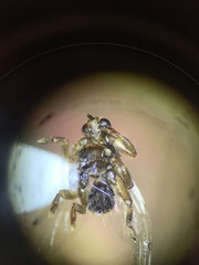 Lipoptena depressa