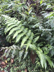 Cyathea horrida