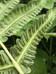 Cyathea horrida