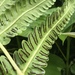 Cnemidaria horrida - Photo (c) Natalie Howe,  זכויות יוצרים חלקיות (CC BY-NC), הועלה על ידי Natalie Howe