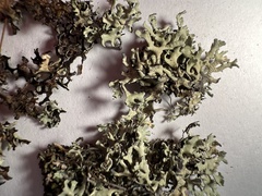 Xanthoparmelia wyomingica