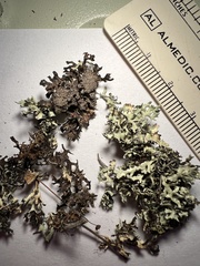 Xanthoparmelia wyomingica