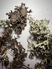 Xanthoparmelia wyomingica