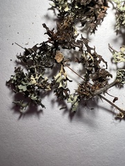 Xanthoparmelia wyomingica