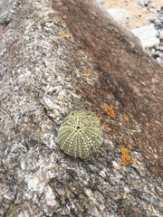 Psammechinus miliaris
